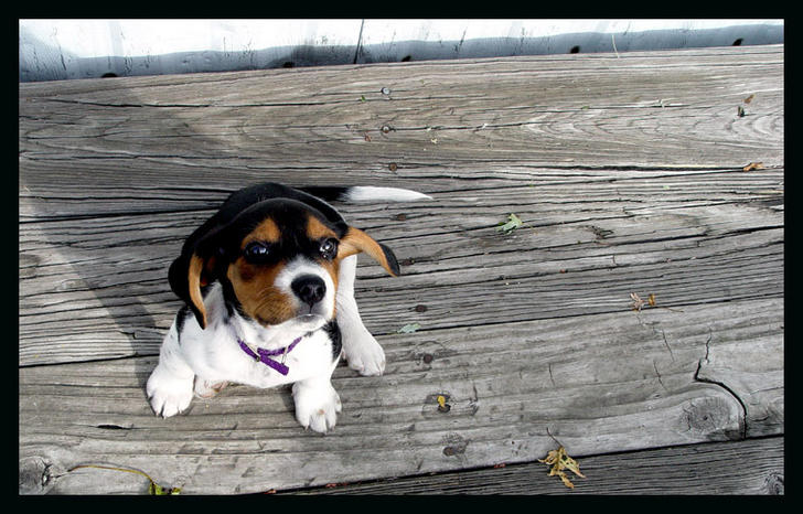 Ad: skippy__the_beagle_pup__by_hyasynth.jpg
Gösterim: 691
Boyut: 76.1 KB