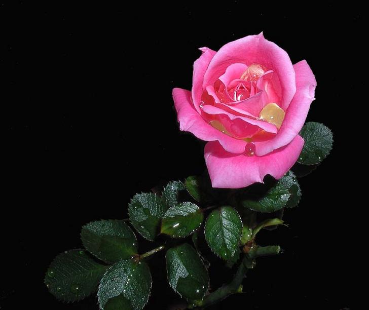 Ad:  rosarosa.jpg
Gsterim: 191
Boyut:  37.0 KB