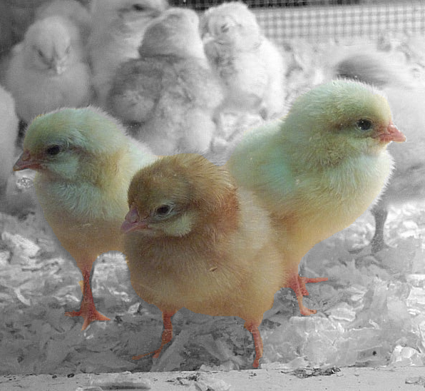 Ad:  Bad_Chicks_by_GelbeSchafe.png
Gsterim: 1200
Boyut:  544.8 KB