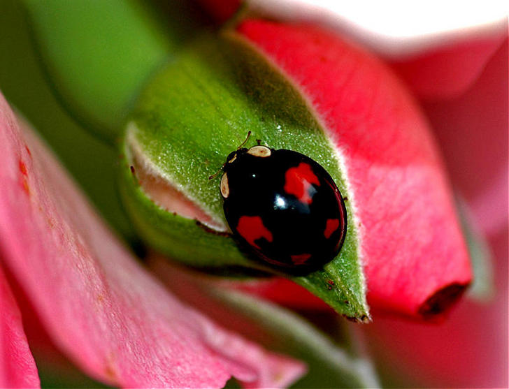 Ad:  717280711.jpg
Gsterim: 583
Boyut:  56.0 KB