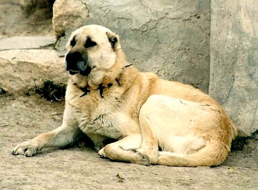 kangal01