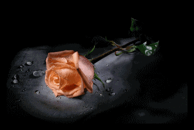 hareketli cicek resimleri 11