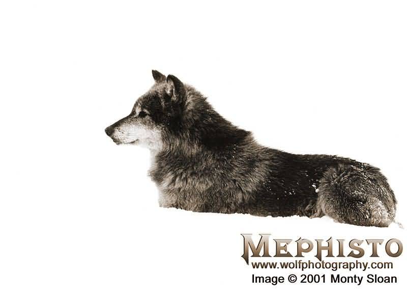 Mephisto stalking 1425 41