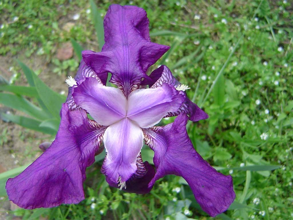 083 iris