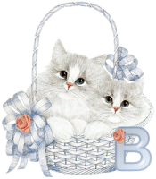 KKS Angel Kittens B