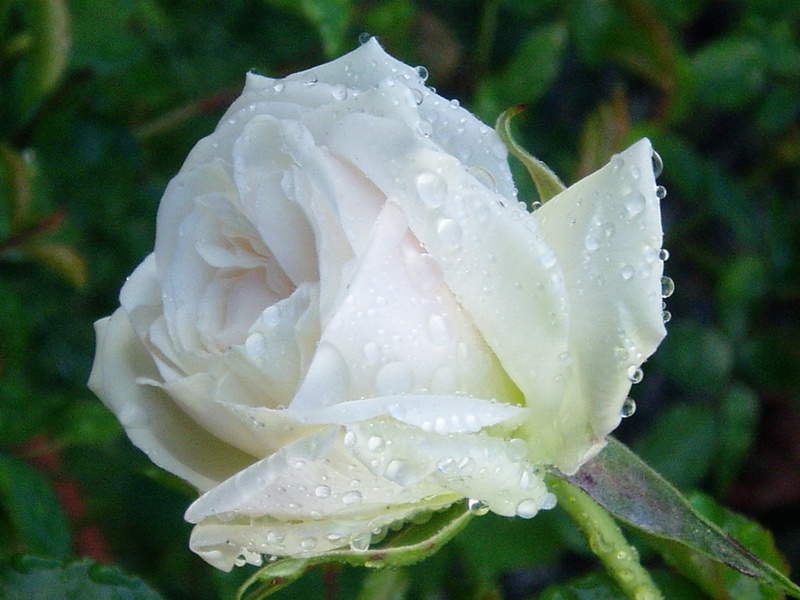 Rose 5  